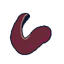 Leeches