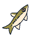 Minnows