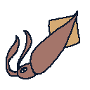Squid