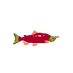 Salmon