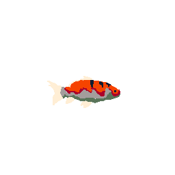 Koi