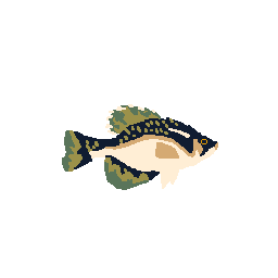 Crappie