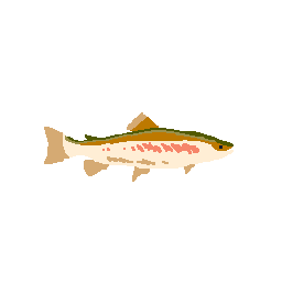 Rainbow Trout