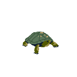 Turtle