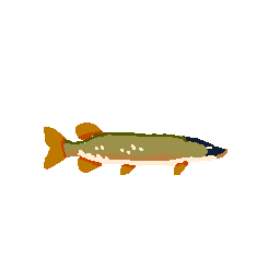 Pike