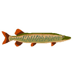 Muskellunge