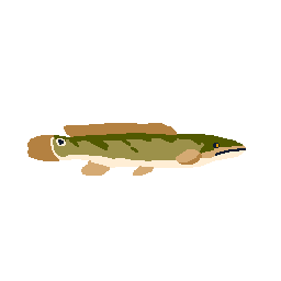 Bowfin