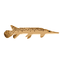 Gar