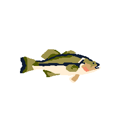 Largemouth Bass