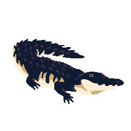 Alligator