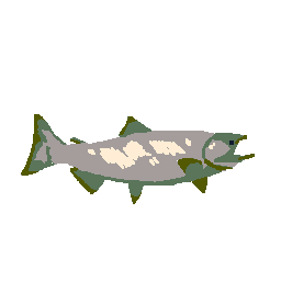 King Salmon