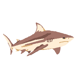 Bull Shark
