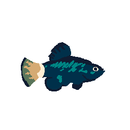 Pupfish