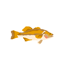 Golden Bass