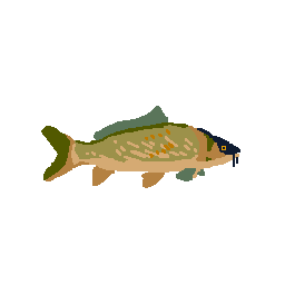 Carp