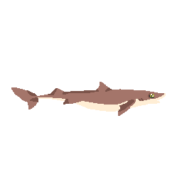 Dogfish