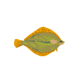 Flounder