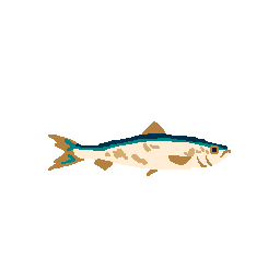 Herring