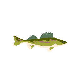 Walleye