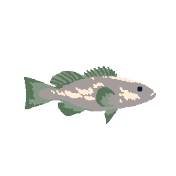Grouper
