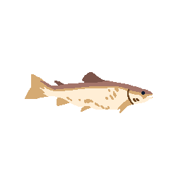 Atlantic Salmon