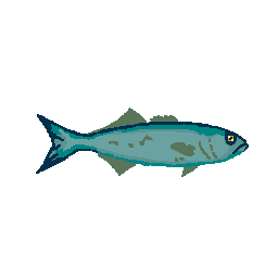 Bluefish