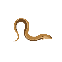 Eel