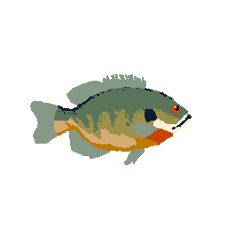 Bluegill