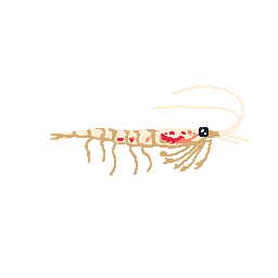 Krill