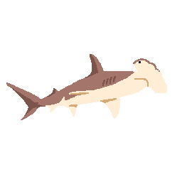 Hammerhead Shark