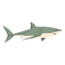 Great White Shark