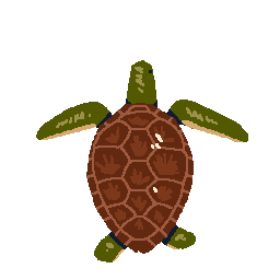 Sea Turtle