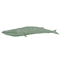 Whale