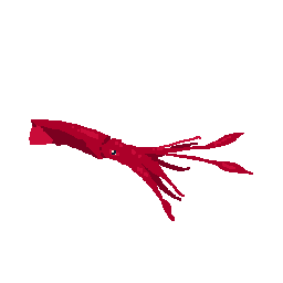 Squid