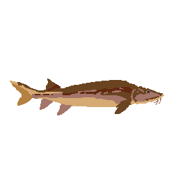 Sturgeon