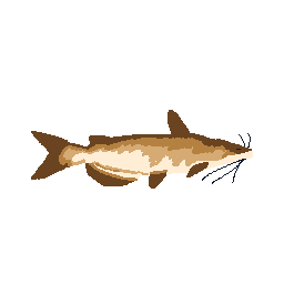 Catfish