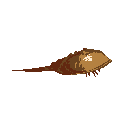 Horseshoe Crab