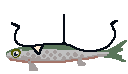 Fishy